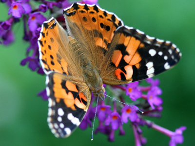 Steckbrief Schmetterling