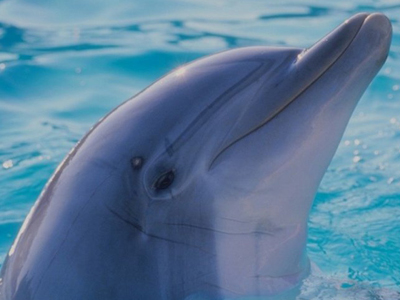 Steckbrief Delfin