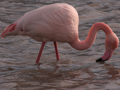 Steckbrief Flamingo