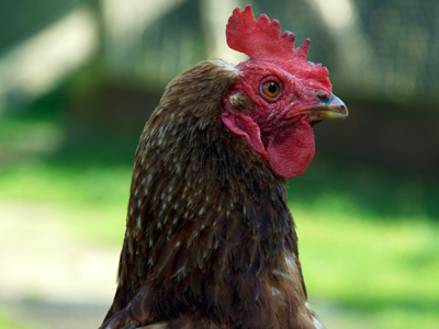 Steckbrief Huhn