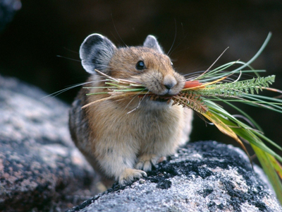 Steckbrief Maus