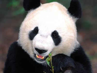 Steckbrief Pandabär