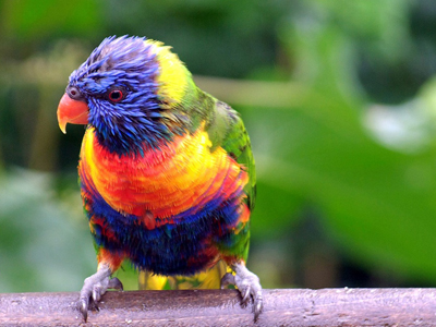 Steckbrief Papagei