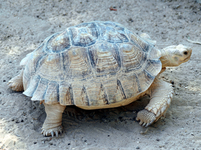 Steckbrief Schildkröte